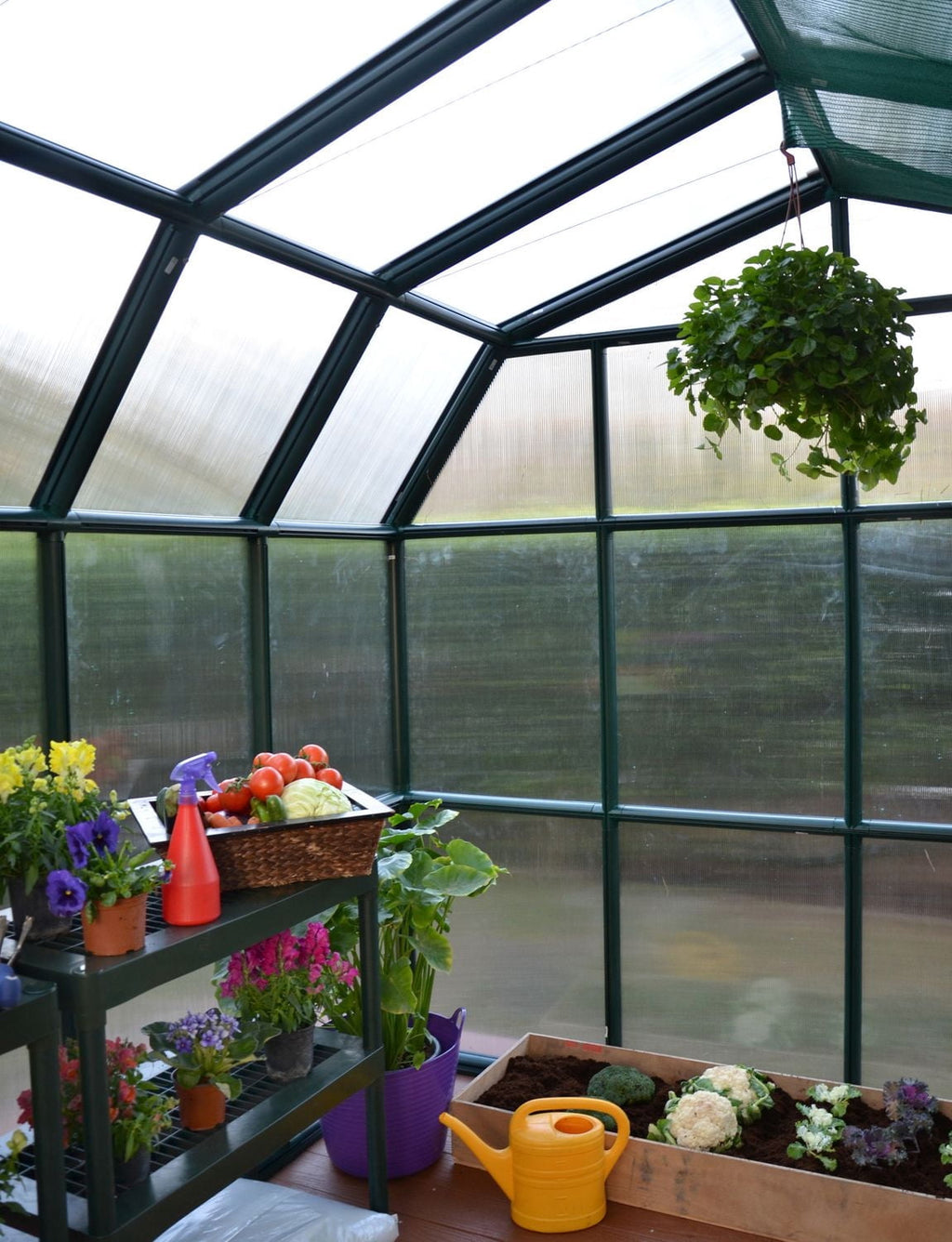 Rion 8 ft. X 16 ft. Prestige Greenhouse